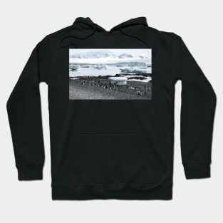 Gentoo penguins at Brown Bluff Hoodie